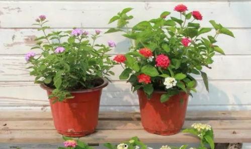 大盗最新英雄爆料视频,神秘面纱下的传奇风采 第3张 大盗最新英雄爆料视频,神秘面纱下的传奇风采 第3张